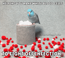 White Blood Cells Parrot GIF