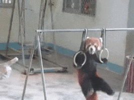 panda push ups panda push ups