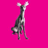 Dog Whippet GIF by Macattack