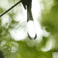 Bird Earth GIF by BBC America