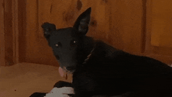 Tongue Out Greyhound GIF