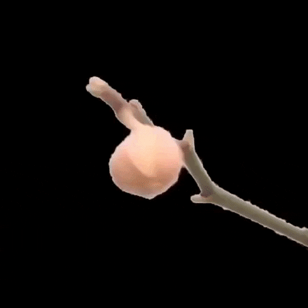 Flower GIF
