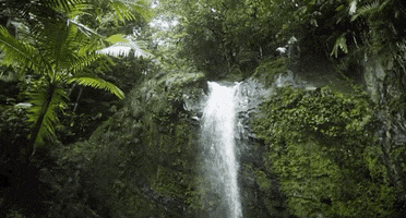 Puerto Rico Waterfall GIF