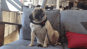 Video gif. Pug sitting on a couch cocks its head left to right and back again. Question marks appear around it as it moves its head.