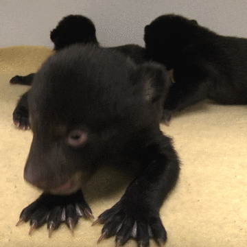 Tired Black Bears GIF by Oregon Zoo
