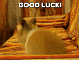 Excited Best Wishes GIF