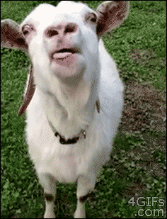 Goat GIFs - Get the best GIF on GIPHY