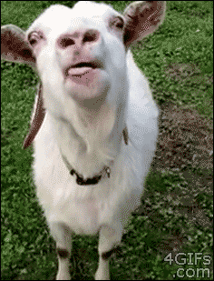 Tongue Goat GIF - Tongue Goat GIF