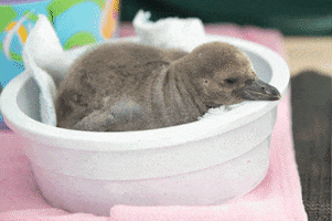 Baby Animals GIF by Woodland Park Zoo