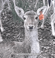 Cute Deer GIF by Wondeerful farm