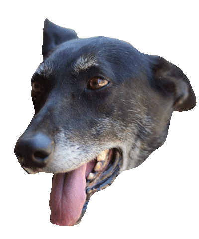 Dog Love Sticker by Buscamos Casita