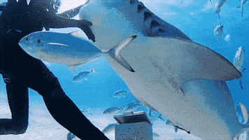 Discovery GIF by Shark Week