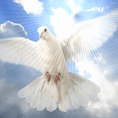 White dove representing the Holy Spirit in the sky