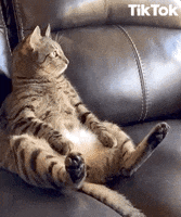 Sitting Down Fat Cat GIF by TikTok