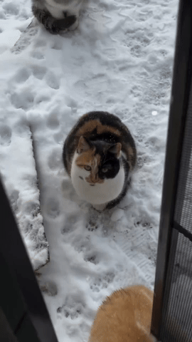 Cat Snow Tadashiiii GIF