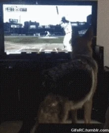 giphy.webp