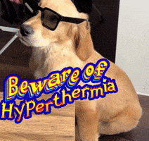 Golden Retriever Puppy GIF
