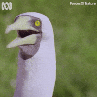 Confused-bird GIFs - Get the best GIF on GIPHY