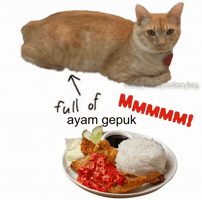 Funny Cat GIF