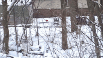 Pushfail GIF