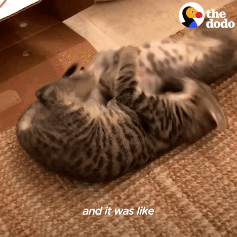 Cats Fighting GIF by The Dodo