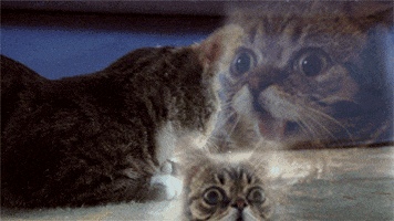 Cat GIF by mtv