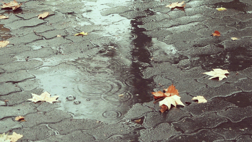 Yağmurda Islanan İki Yaprak ile ilgili görsel sonucu