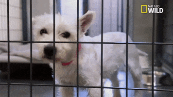 pupparazzi puppy potty face GIF by Nat Geo Wild