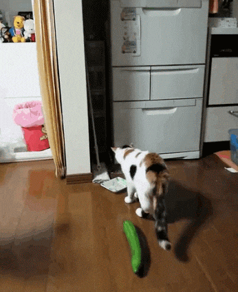 ANIMAL GIFS & PIC 1 - 3 pages Giphy.gif?cid=ecf05e47hls5vnmve7we6ydsg057t5sx0opq5y1cecsdrsej&rid=giphy