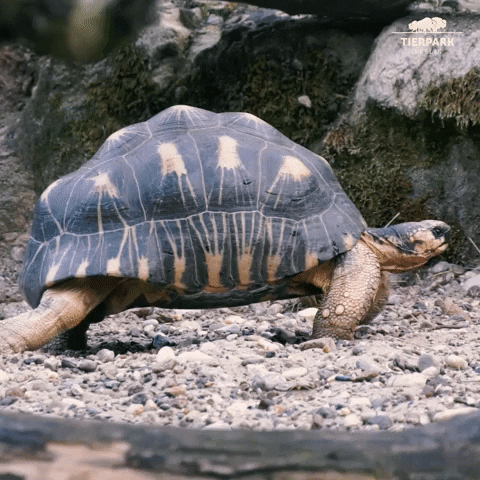 Tortoise GIFs - Get the best GIF on GIPHY