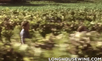 Longhouse Wines GIF