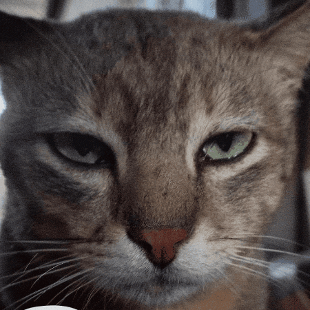 Disappointed Cat GIF