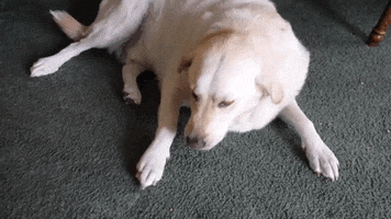 GIF by America's Funniest Home Videos