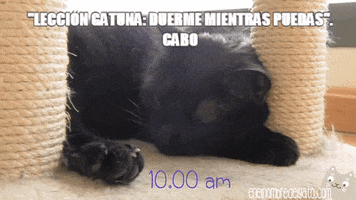 enelnombredelgatocom cats sleep gatos dormir GIF
