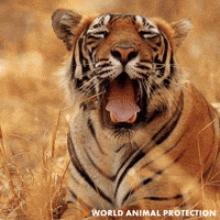 Tired Worn Out GIF by World Animal Protection