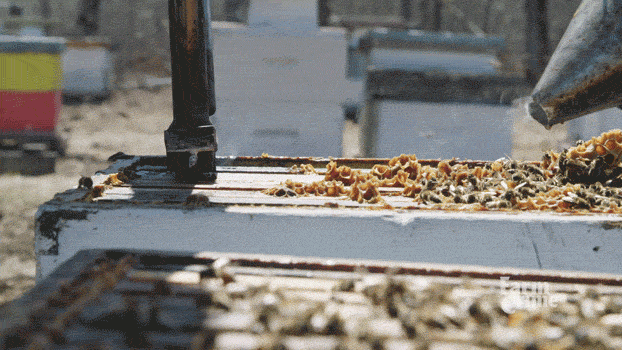 kouř včelího GIF od CBC