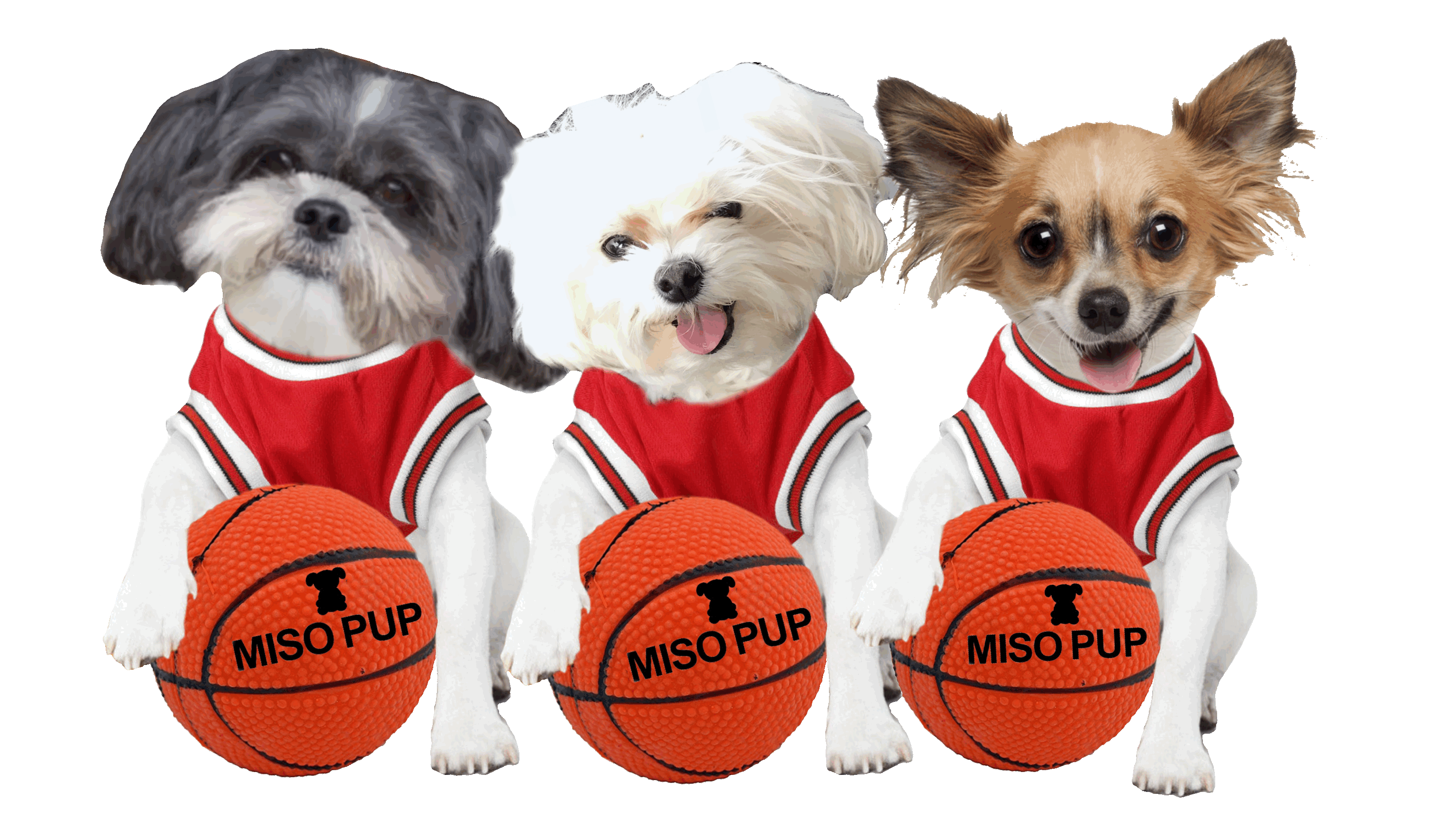 Dog Basketball Sticker by MISO PUP for iOS & Android GIPHY