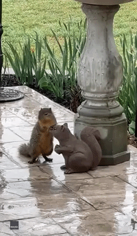 Squirrel and Statue Become 'Rainy Day Friends'
