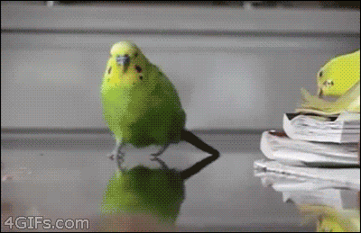 animated gif images of birds
