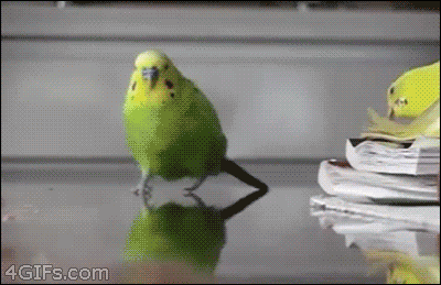  animals lol running bird explosion GIF