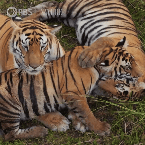 Explore Pbs Nature GIF by Nature on PBS