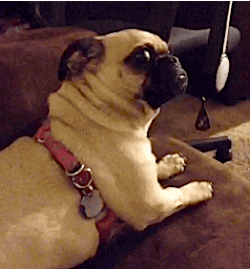 Pug GIFs - Get the best GIF on GIPHY