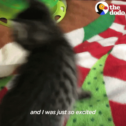 Baby Animals Cats GIF by The Dodo