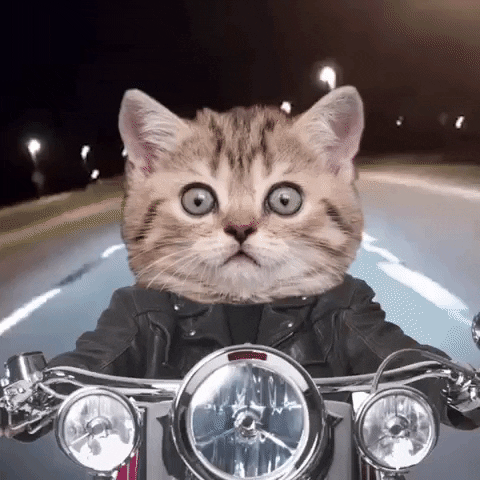 Digital compilation gif. Image of a real cat edited to look like it's wearing a leather jacket and riding a motorcycle. The cat's eyes are wide with surprise or terror as it speeds down the road.