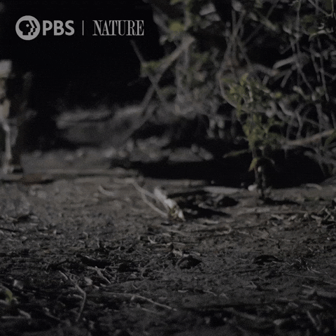 Explore Costa Rica GIF by Nature on PBS