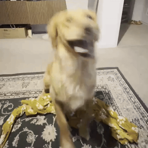 Goldenretriever GIF