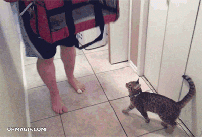 Cat Jump GIF - Find & Share on GIPHY