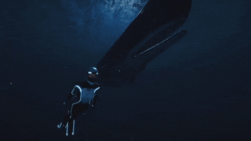Sperm Whale Swim GIF by Beyond Blue