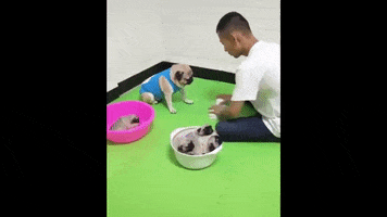 Dog GIF by JustViral.Net