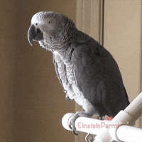 African-grey-parrot GIFs - Get the best GIF on GIPHY
